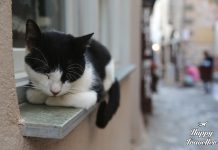 Μονεμβασιά: Πλήρης ταξιδιωτικός οδηγός