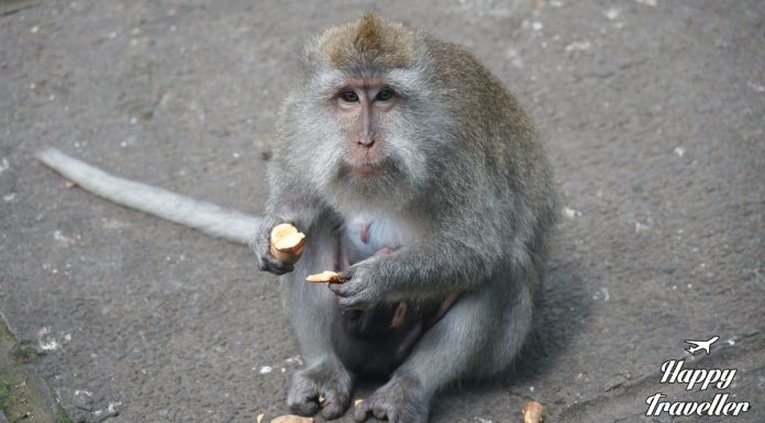 Μια μαϊμού κάθεται σε πέτρινο τοίχο με φόντο καταπράσινους ορυζώνες στο Ubud του Μπαλί, κάτω από έναν ηλιόλουστο ουρανό με διάσπαρτα σύννεφα.