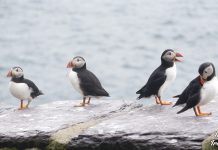 Δακτύλιος του Κέρρυ: Οι καλύτερες 10 στάσεις για ένα αξέχαστο ταξίδι στην Ιρλανδία
