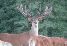 Safari Park More: Το guesthouse που θέλεις να ξέρεις πριν πας στη Λετονία