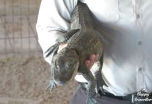 Είδαμε αλιγάτορες στο GATOR PARK του Ορλάντο