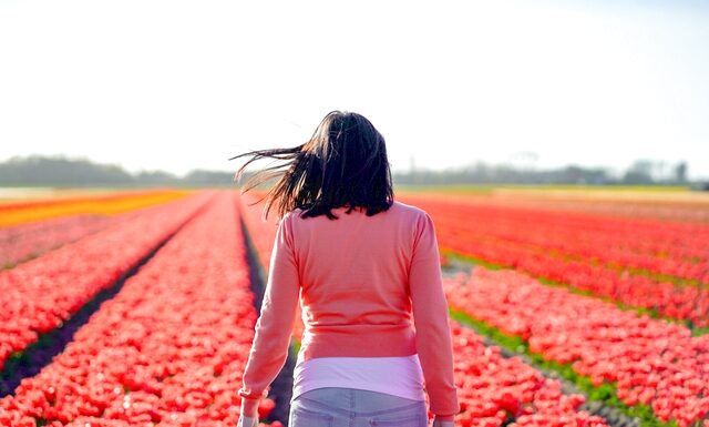 Πορτοκαλί τουλίπες σε ανθισμένο χωράφι στην Ολλανδία την άνοιξη