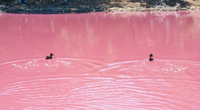 Πήγαμε στην Ροζ Λίμνη της Σενεγάλης (βίντεο)