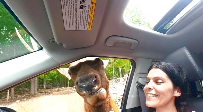 PARC OMEGA: Ταξίδι με το αυτοκίνητο στην άγρια φύση του Καναδά