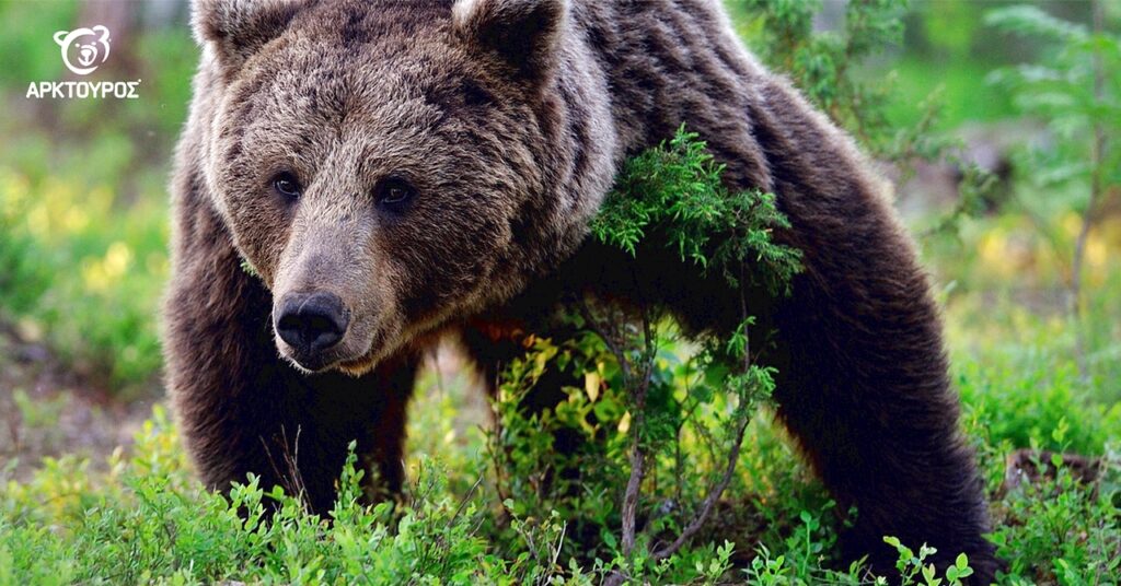 Ο Αρκτούρος είναι ένα από τα κορυφαία πάρκα της Ελλάδας και ένα από τα αγαπημένα μας.