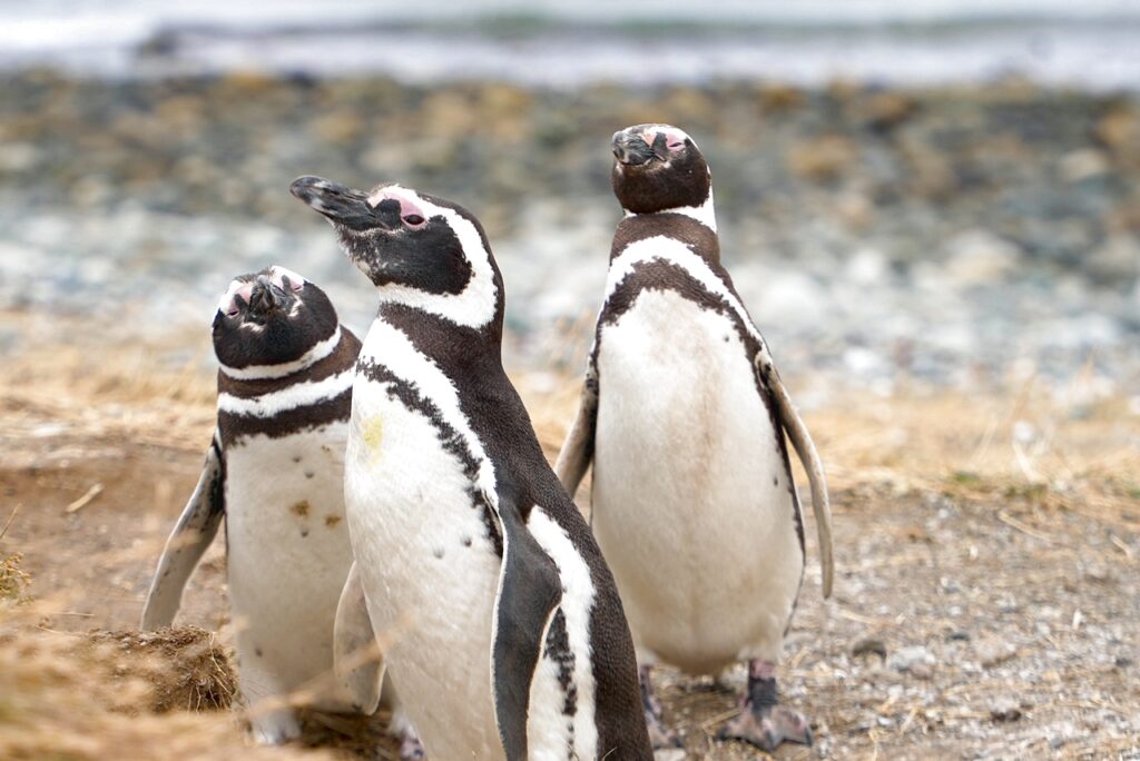 Οι πιγκουίνοι στο νησί της Μαγδαληνής στην Παταγονία (Χιλή)
