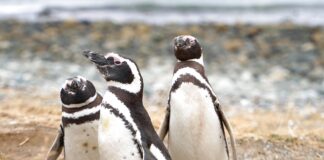 Οι πιγκουίνοι στο νησί της Μαγδαληνής στην Παταγονία (Χιλή)