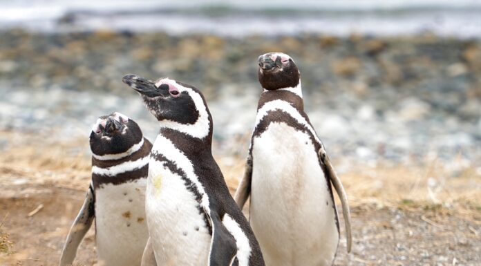 Οι πιγκουίνοι στο νησί της Μαγδαληνής στην Παταγονία (Χιλή)
