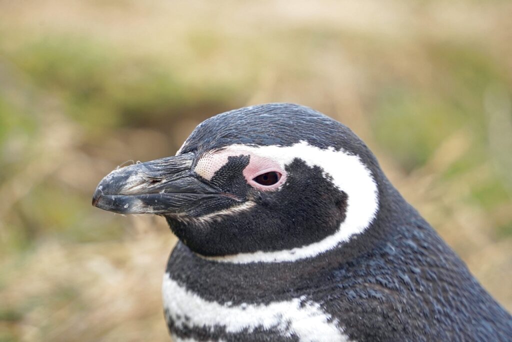 Στο νησί της Μαγδαληνής στη Χιλιανή Παταγονία βλέπεις τους πιγκουίνους από πολύ κοντινή απόσταση. 