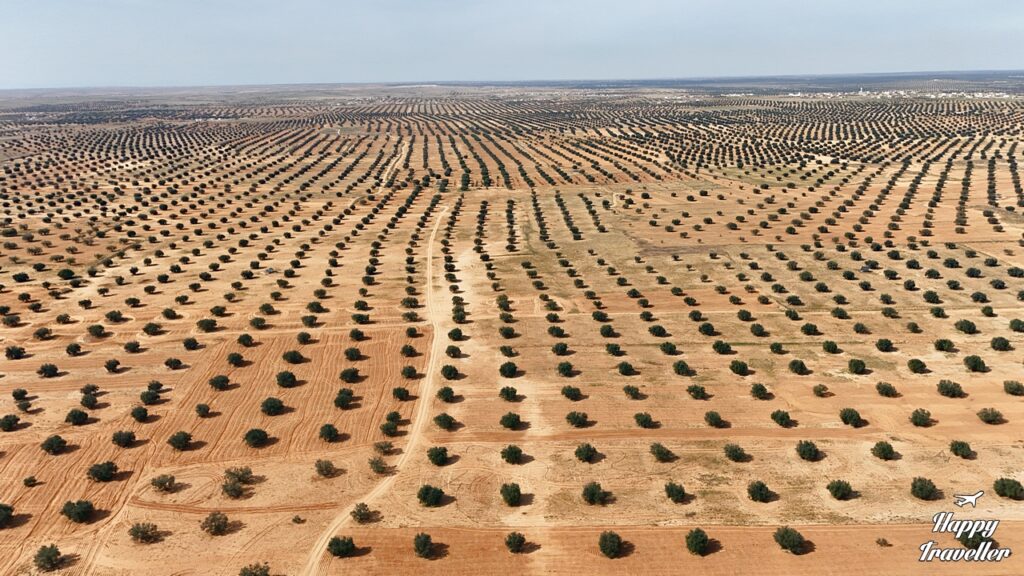 Απέραντες εκτάσεις ελαιόδεντρων στην Τυνησία