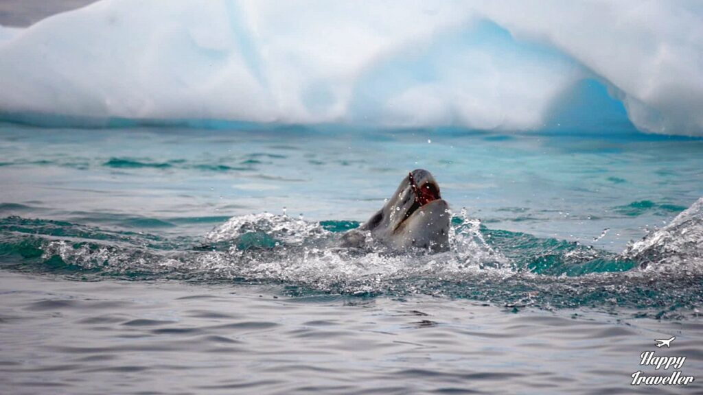 Η εκπληκτική στιγμή που μια φώκια βγαίνει έξω από το νερό 
