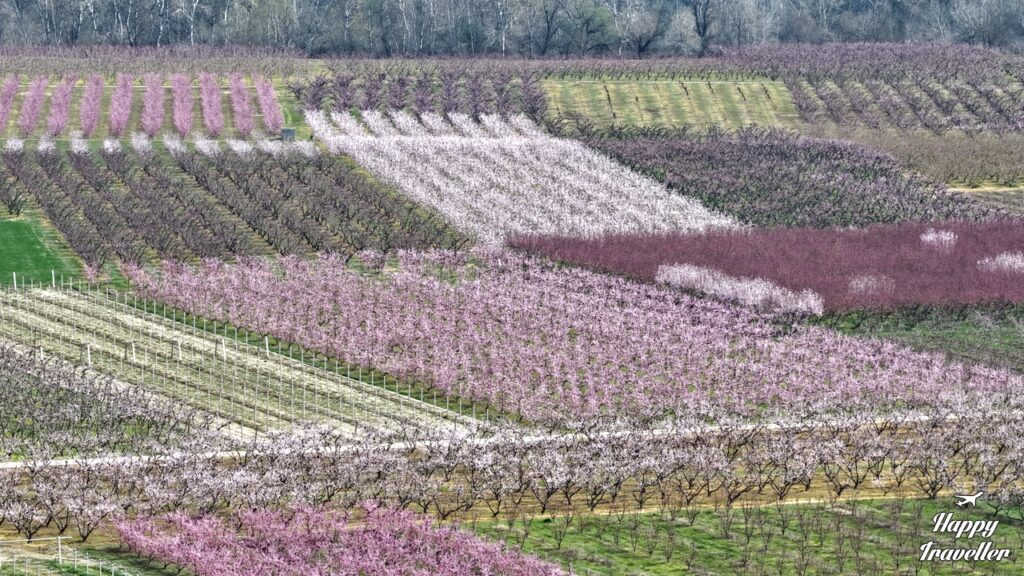 Οι απέραντες ροδακινιές της Βέροιας για το 2026 από ψηλά 