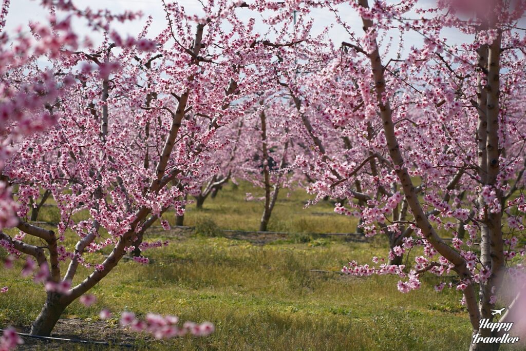Ανθισμένες Ροδακινιές 2026 στη Βέροια: Ροζ υπερθέαμα 