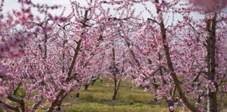 Ανθισμένες Ροδακινιές 2026 στη Βέροια: Ροζ υπερθέαμα (φωτογραφίες) Ανθισμένες Ροδακινιές 2026 στη Βέροια: Ροζ υπερθέαμα