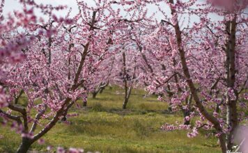 Ανθισμένες Ροδακινιές 2026 στη Βέροια: Ροζ υπερθέαμα (φωτογραφίες) Ανθισμένες Ροδακινιές 2026 στη Βέροια: Ροζ υπερθέαμα