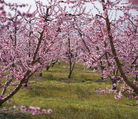 Ανθισμένες Ροδακινιές 2026 στη Βέροια: Ροζ υπερθέαμα (φωτογραφίες) Ανθισμένες Ροδακινιές 2026 στη Βέροια: Ροζ υπερθέαμα