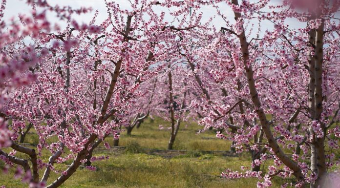 Ανθισμένες Ροδακινιές 2026 στη Βέροια: Ροζ υπερθέαμα