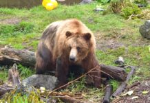 Fortress of the Bear: Είδαμε αρκούδες στην Αλάσκα #HappyTraveller Μια υπέροχη αρκούδα στο Fortress of the Bear, στη Σίτκα της Αλάσκα