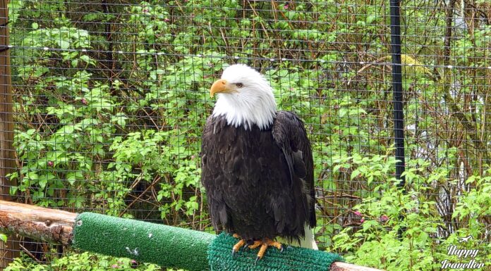 Raptor Center: Είδαμε τους αετούς της Αλάσκας (ΒΙΝΤΕΟ) Ένας υπέροχος αετός στο κέντρο περίθαλψης πουλιών Alaska Raptor Center